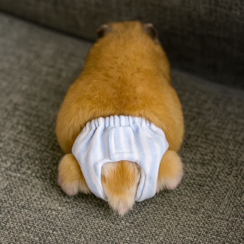 Pañales Absorbentes para Ardil - Period Panty Absorbent reseña y precio
